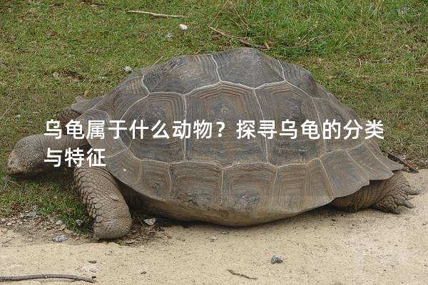 乌龟属于什么动物？探寻乌龟的分类与特征