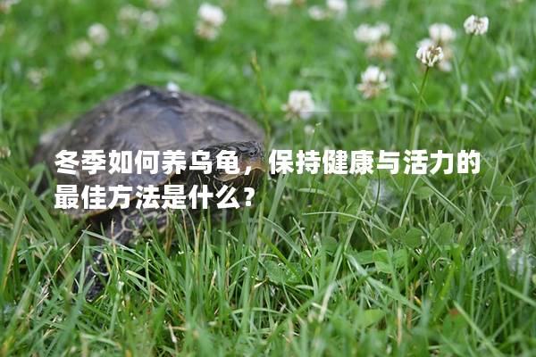 冬季如何养乌龟，保持健康与活力的最佳方法是什么？