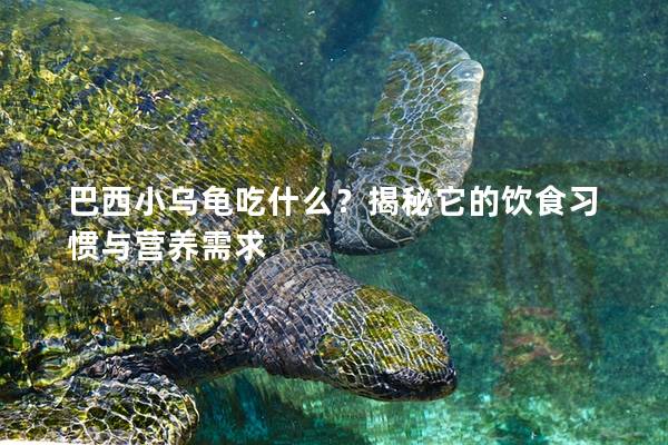 巴西小乌龟吃什么？揭秘它的饮食习惯与营养需求