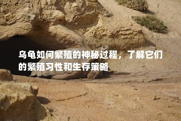 乌龟如何繁殖的神秘过程，了解它们的繁殖习性和生存策略