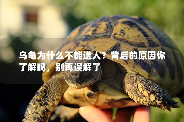 乌龟为什么不能送人？背后的原因你了解吗，别再误解了