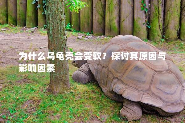 为什么乌龟壳会变软？探讨其原因与影响因素