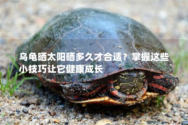乌龟晒太阳晒多久才合适？掌握这些小技巧让它健康成长