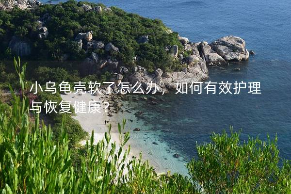 小乌龟壳软了怎么办，如何有效护理与恢复健康？