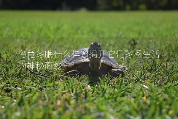 乌龟冬眠什么样？揭开它们冬季生活的神秘面纱
