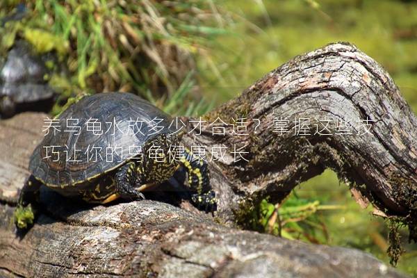 养乌龟水放多少才合适？掌握这些技巧让你的乌龟健康成长