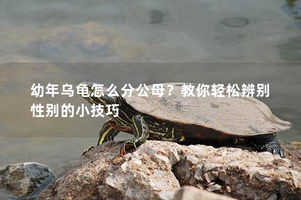 幼年乌龟怎么分公母？教你轻松辨别性别的小技巧