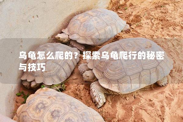 乌龟怎么爬的？探索乌龟爬行的秘密与技巧