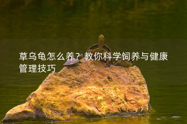 草乌龟怎么养？教你科学饲养与健康管理技巧