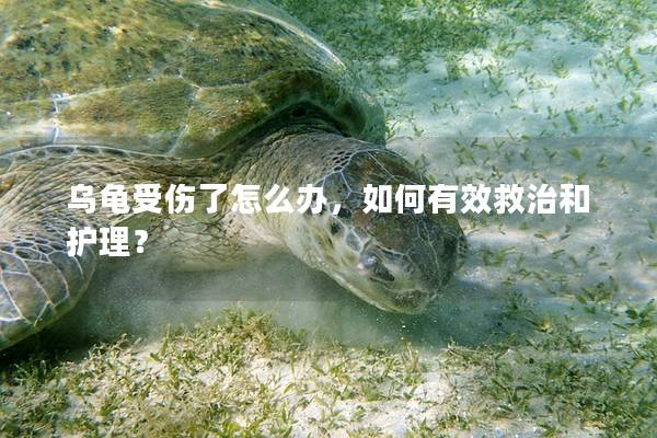 乌龟受伤了怎么办，如何有效救治和护理？