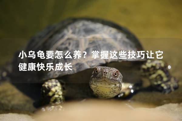 小乌龟要怎么养？掌握这些技巧让它健康快乐成长