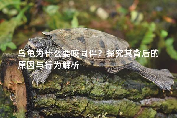 乌龟为什么要咬同伴？探究其背后的原因与行为解析