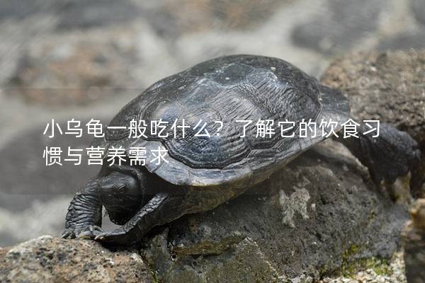 小乌龟一般吃什么？了解它的饮食习惯与营养需求