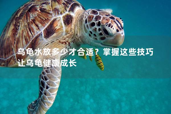 乌龟水放多少才合适？掌握这些技巧让乌龟健康成长