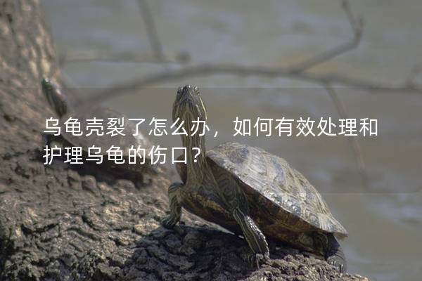 乌龟壳裂了怎么办，如何有效处理和护理乌龟的伤口？