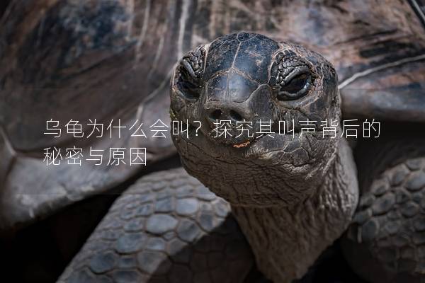 乌龟为什么会叫？探究其叫声背后的秘密与原因