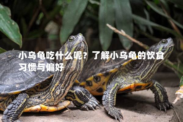 小乌龟吃什么呢？了解小乌龟的饮食习惯与偏好