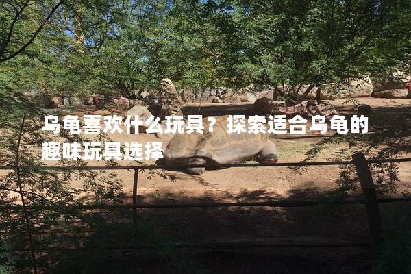 乌龟喜欢什么玩具？探索适合乌龟的趣味玩具选择