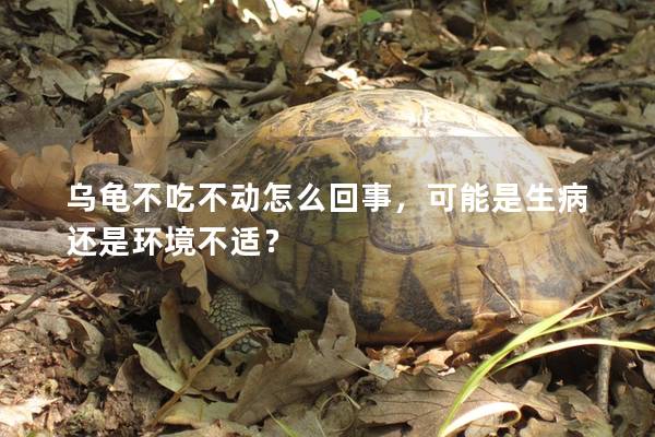 乌龟不吃不动怎么回事，可能是生病还是环境不适？