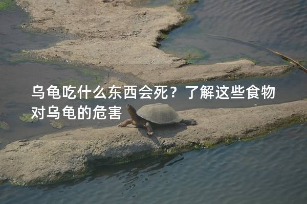 乌龟吃什么东西会死？了解这些食物对乌龟的危害