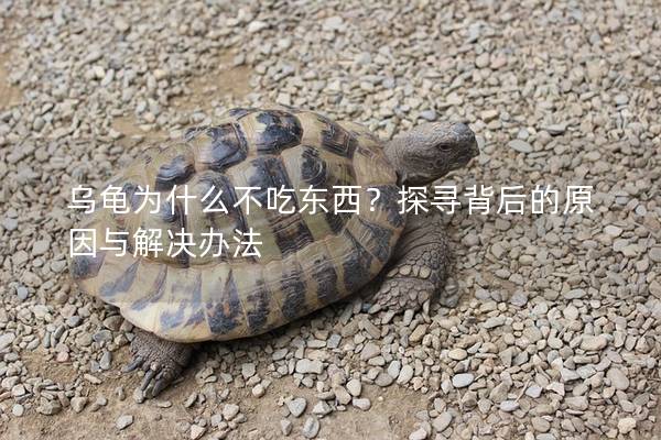 乌龟为什么不吃东西？探寻背后的原因与解决办法