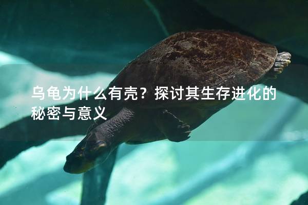 乌龟为什么有壳？探讨其生存进化的秘密与意义