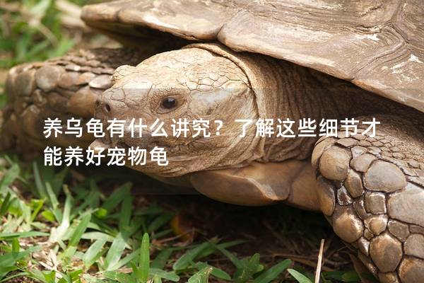 养乌龟有什么讲究？了解这些细节才能养好宠物龟
