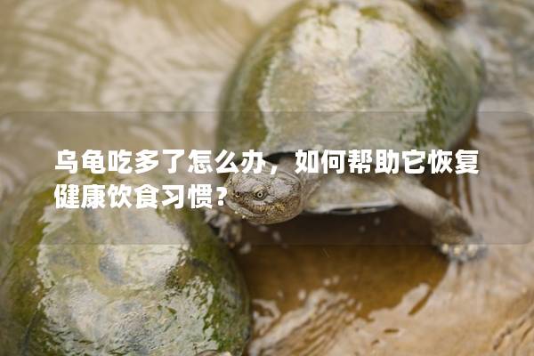 乌龟吃多了怎么办，如何帮助它恢复健康饮食习惯？