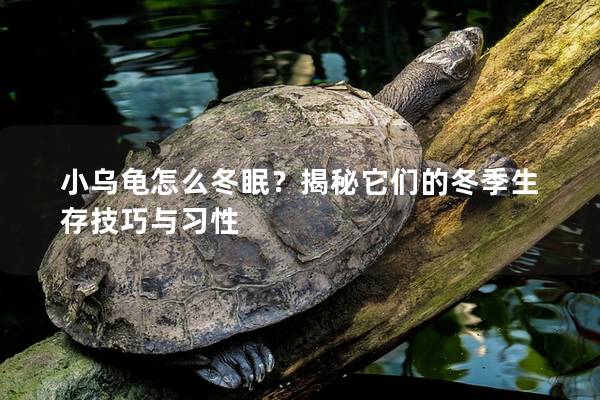 小乌龟怎么冬眠？揭秘它们的冬季生存技巧与习性