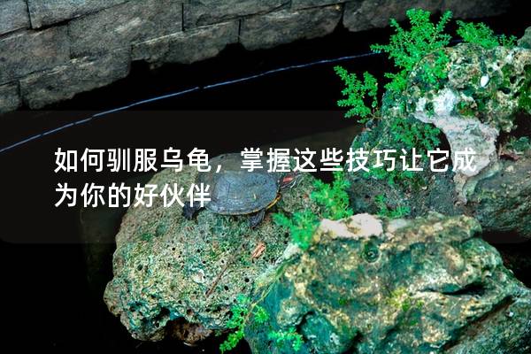 如何驯服乌龟，掌握这些技巧让它成为你的好伙伴