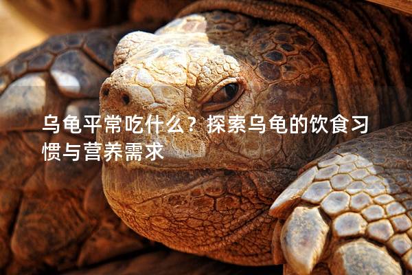 乌龟平常吃什么？探索乌龟的饮食习惯与营养需求