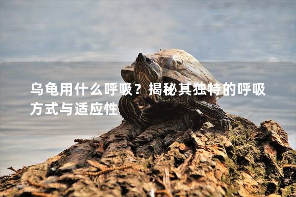 乌龟用什么呼吸？揭秘其独特的呼吸方式与适应性