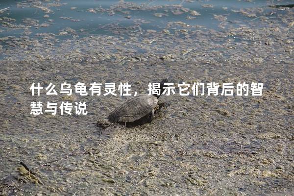 什么乌龟有灵性，揭示它们背后的智慧与传说