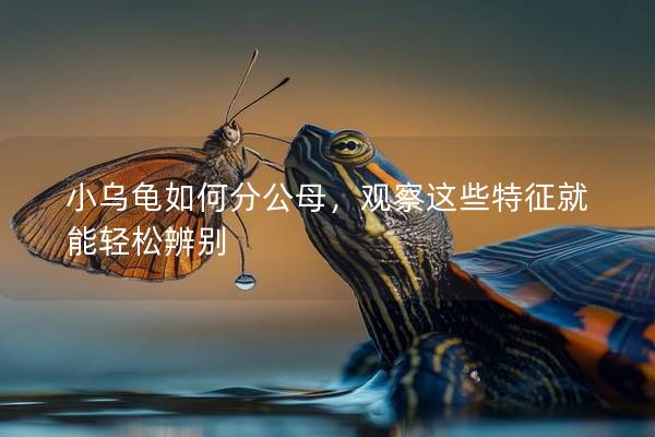 小乌龟如何分公母，观察这些特征就能轻松辨别
