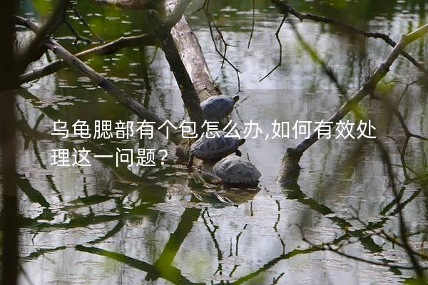 乌龟腮部有个包怎么办,如何有效处理这一问题？