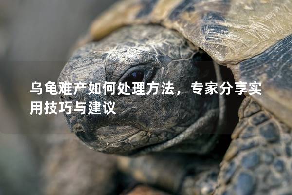 乌龟难产如何处理方法，专家分享实用技巧与建议