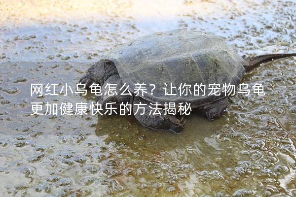 网红小乌龟怎么养？让你的宠物乌龟更加健康快乐的方法揭秘