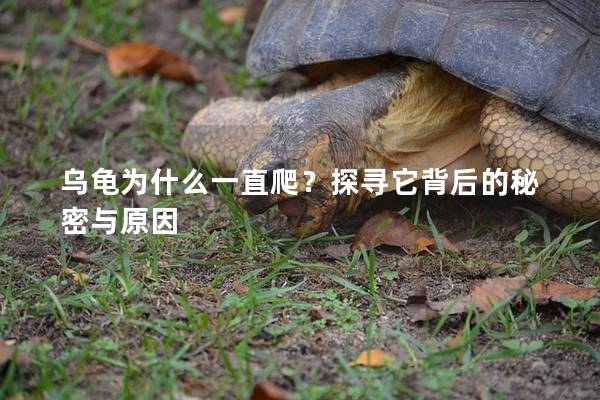 乌龟为什么一直爬？探寻它背后的秘密与原因