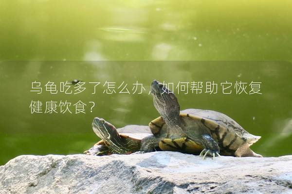 乌龟吃多了怎么办，如何帮助它恢复健康饮食？
