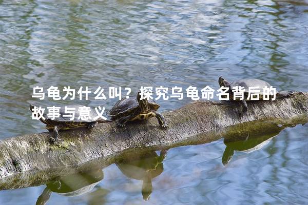 乌龟为什么叫？探究乌龟命名背后的故事与意义