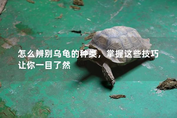 怎么辨别乌龟的种类，掌握这些技巧让你一目了然