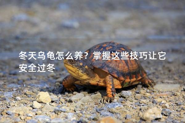 冬天乌龟怎么养？掌握这些技巧让它安全过冬