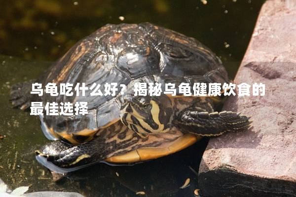乌龟吃什么好？揭秘乌龟健康饮食的最佳选择