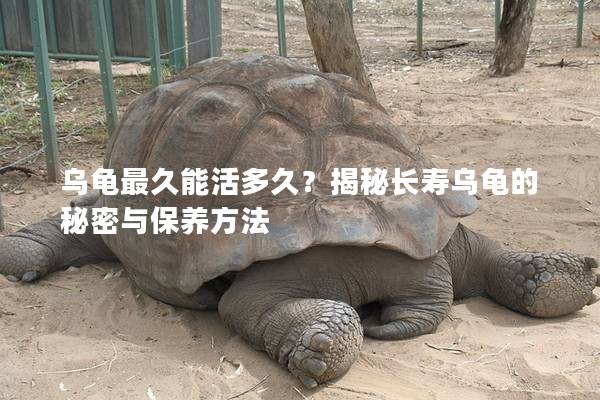 乌龟最久能活多久？揭秘长寿乌龟的秘密与保养方法