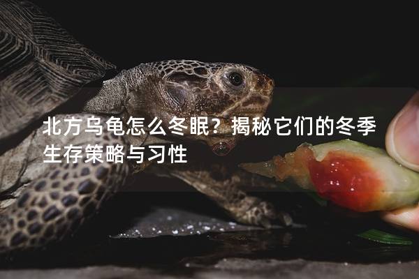 北方乌龟怎么冬眠？揭秘它们的冬季生存策略与习性