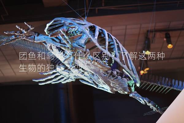 团鱼和乌龟有什么区别？了解这两种生物的独特之处