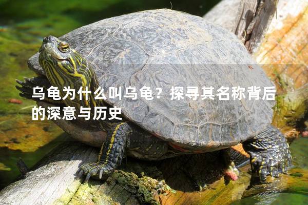 乌龟为什么叫乌龟？探寻其名称背后的深意与历史