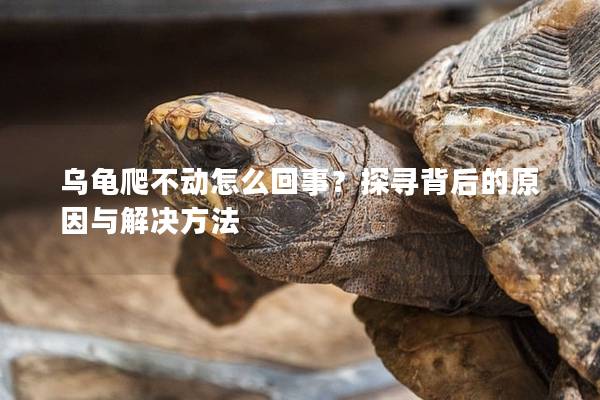 乌龟爬不动怎么回事？探寻背后的原因与解决方法