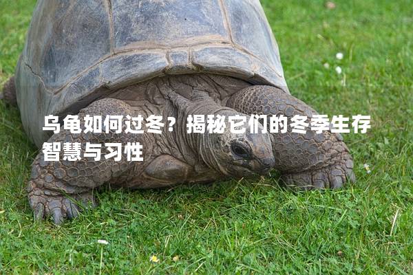 乌龟如何过冬？揭秘它们的冬季生存智慧与习性
