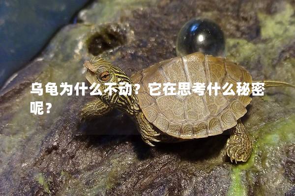 乌龟为什么不动？它在思考什么秘密呢？